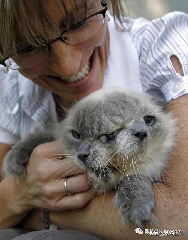 世界各国国宝级动物,世界各地的名贵动物