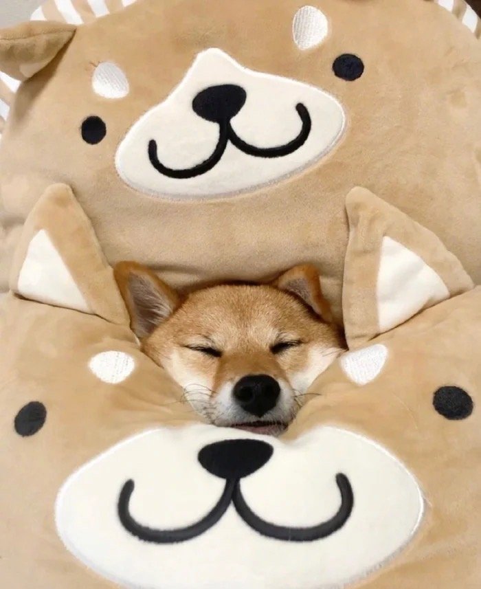 狗狗身上有白色皮屑怎么办,狗狗身上有白色的皮屑是怎么回事