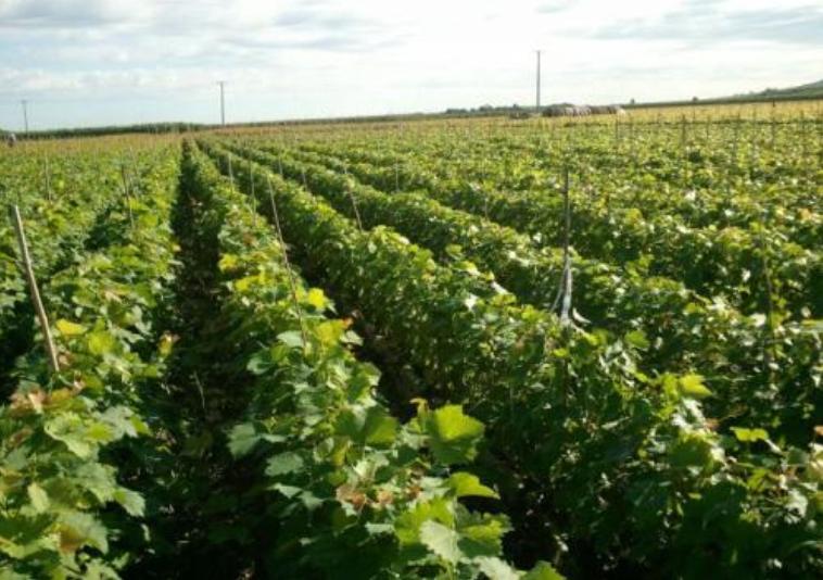 如何种葡萄葡萄长的大个,葡萄怎样种植才能种出好葡萄