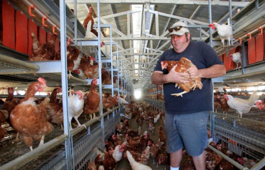 美国人越穷越胖,美国人为什么很穷还那么胖