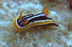 壹壹生态养殖,壹生态小百科