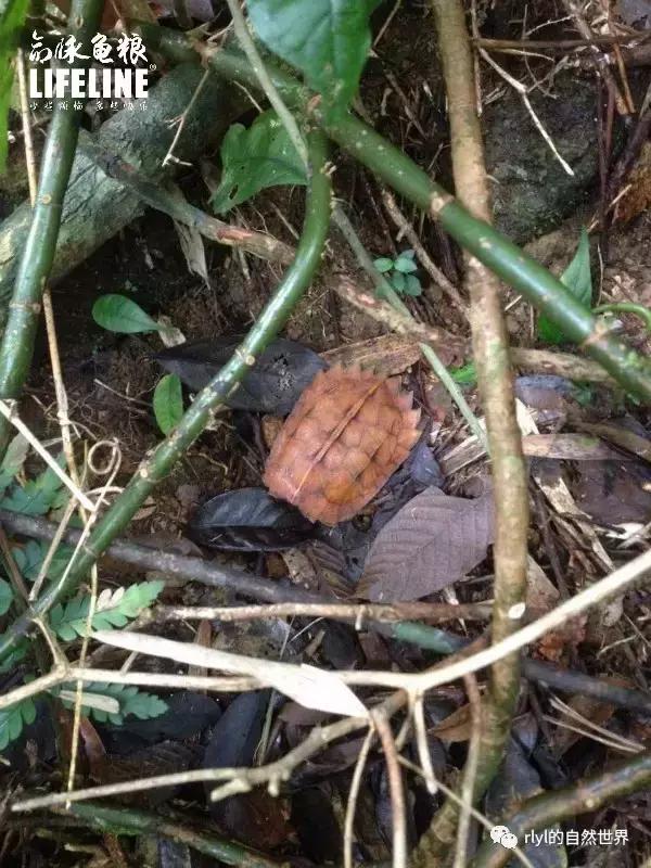 枫叶龟品种及图片大全,地龟和枫叶龟的区别