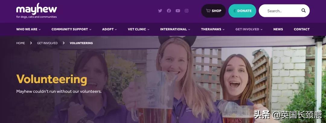 在英国哪里可以买宠物,英国如何饲养宠物猫咪