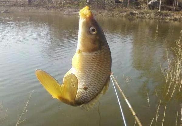 鲤鱼南方和北方区别,为什么鲤鱼在北方最吃香