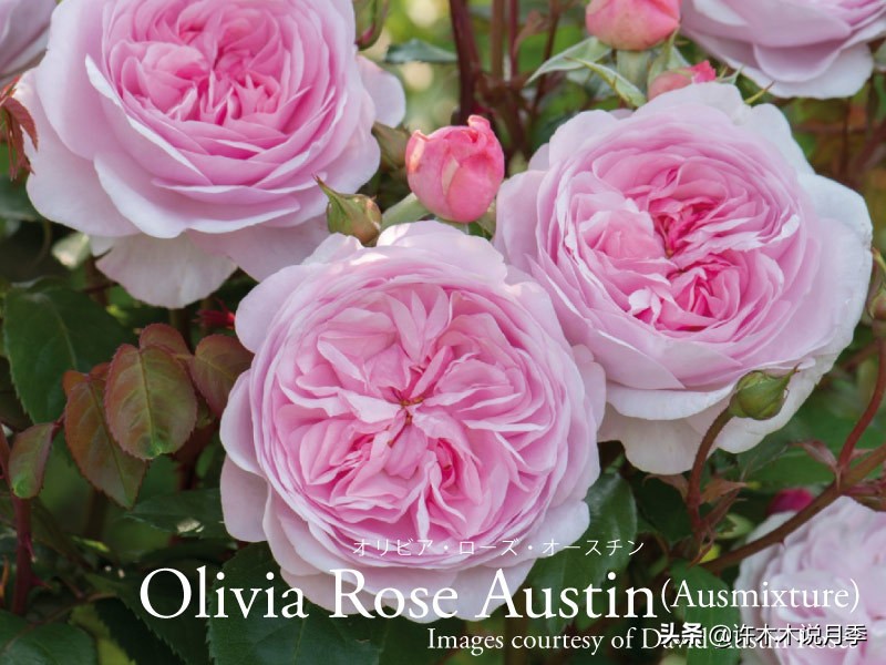 奥斯汀花型月季推荐,奥斯汀月季2020新品种