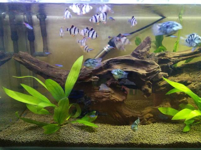 鱼缸黄水用什么过滤,鱼缸饲料黄水的处理方法