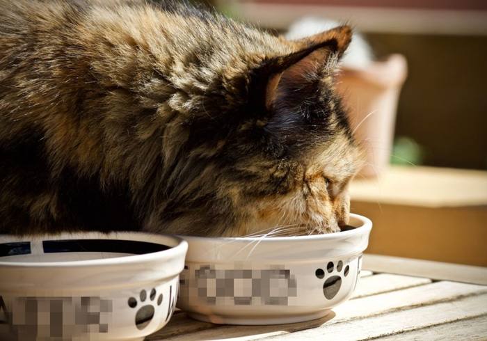 辟谣,猫咪补锰就喂它动物毛?当心爱猫肠梗阻,猫咪:刚吐完啊