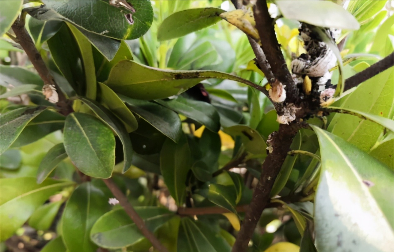 介壳虫的正确杀法,如何除去介壳虫