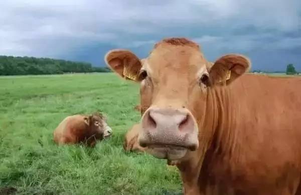 国外旅游特别注意这些国家的奇葩习俗，疏忽大意恐惹*麻大**烦