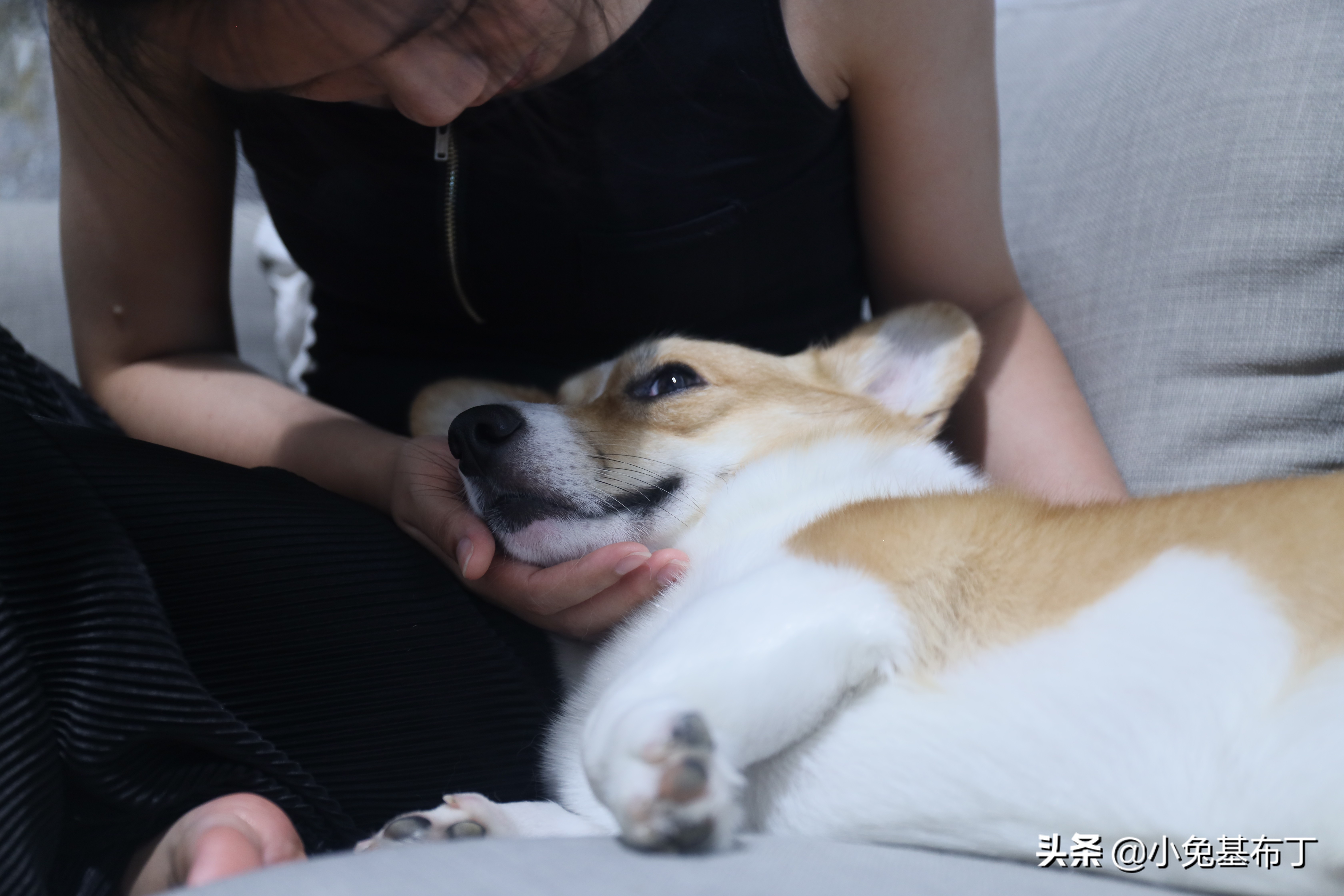 狗狗挑食每天吃一点点狗粮怎么办,狗狗挑食饿了几天了还是不吃狗粮