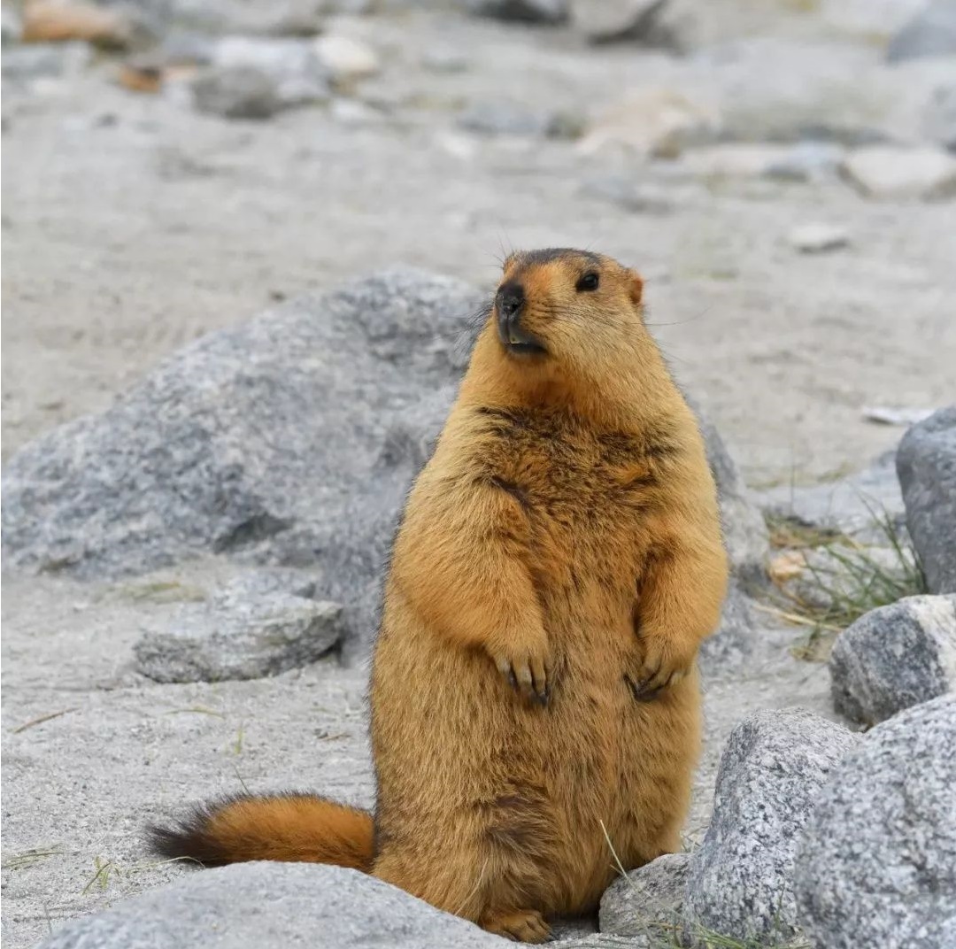 摸了萌萌的土拨鼠会感染鼠疫吗,土拨鼠鼠疫传染怎么防止
