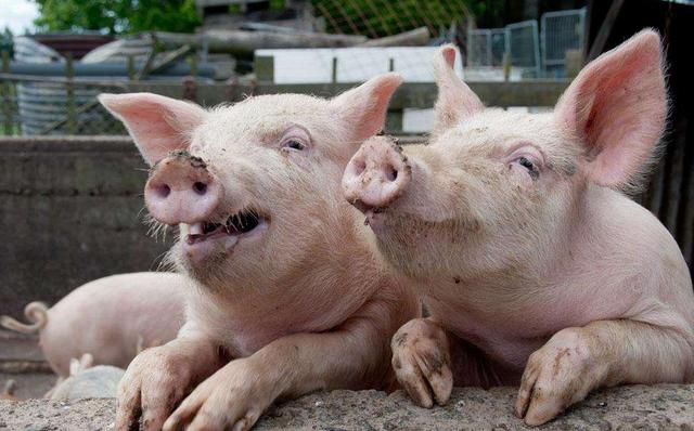 肥猪的养殖方法,肥猪的养殖方法有哪些