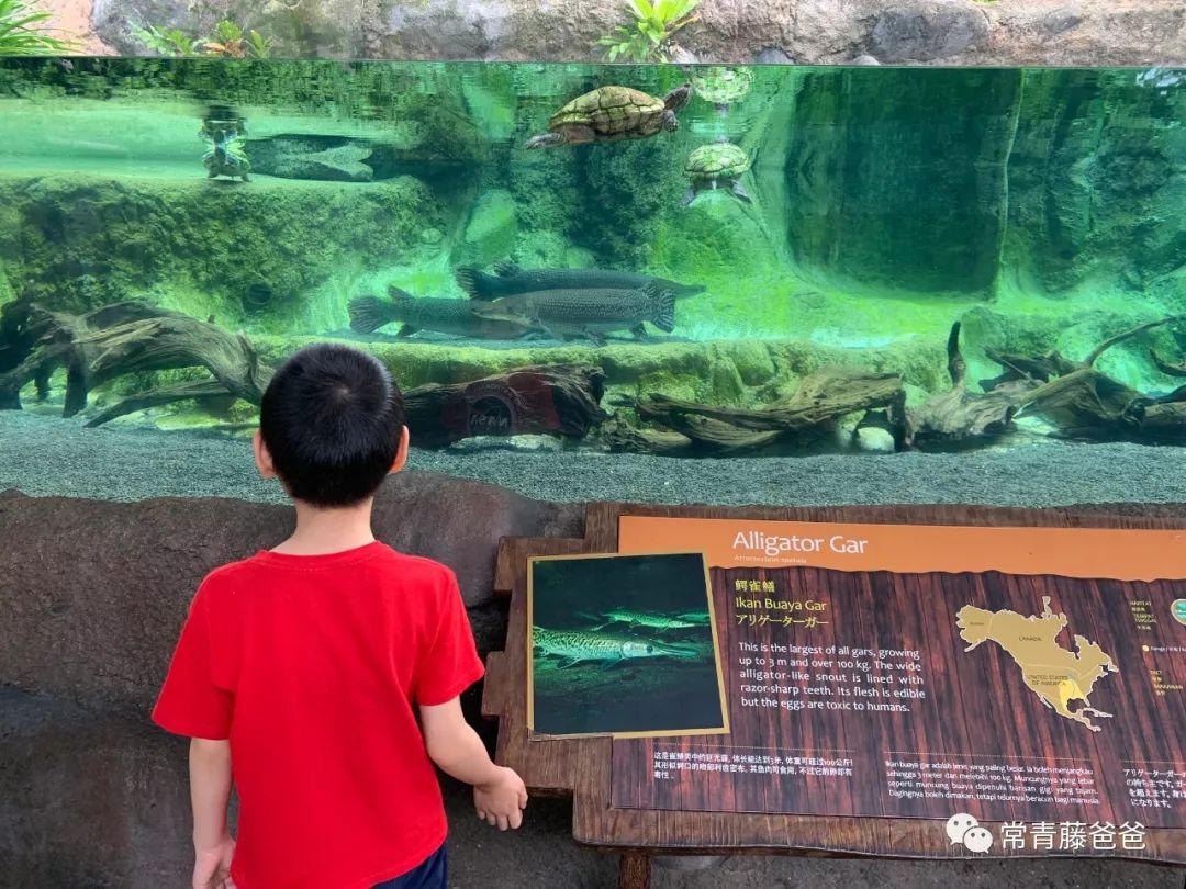 十一新加坡,十一游学新加坡