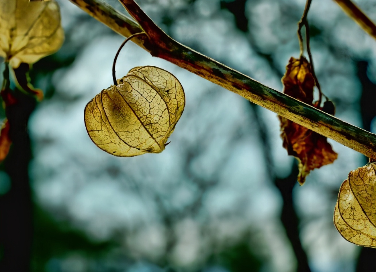 闻所未闻的东*姑北**娘儿