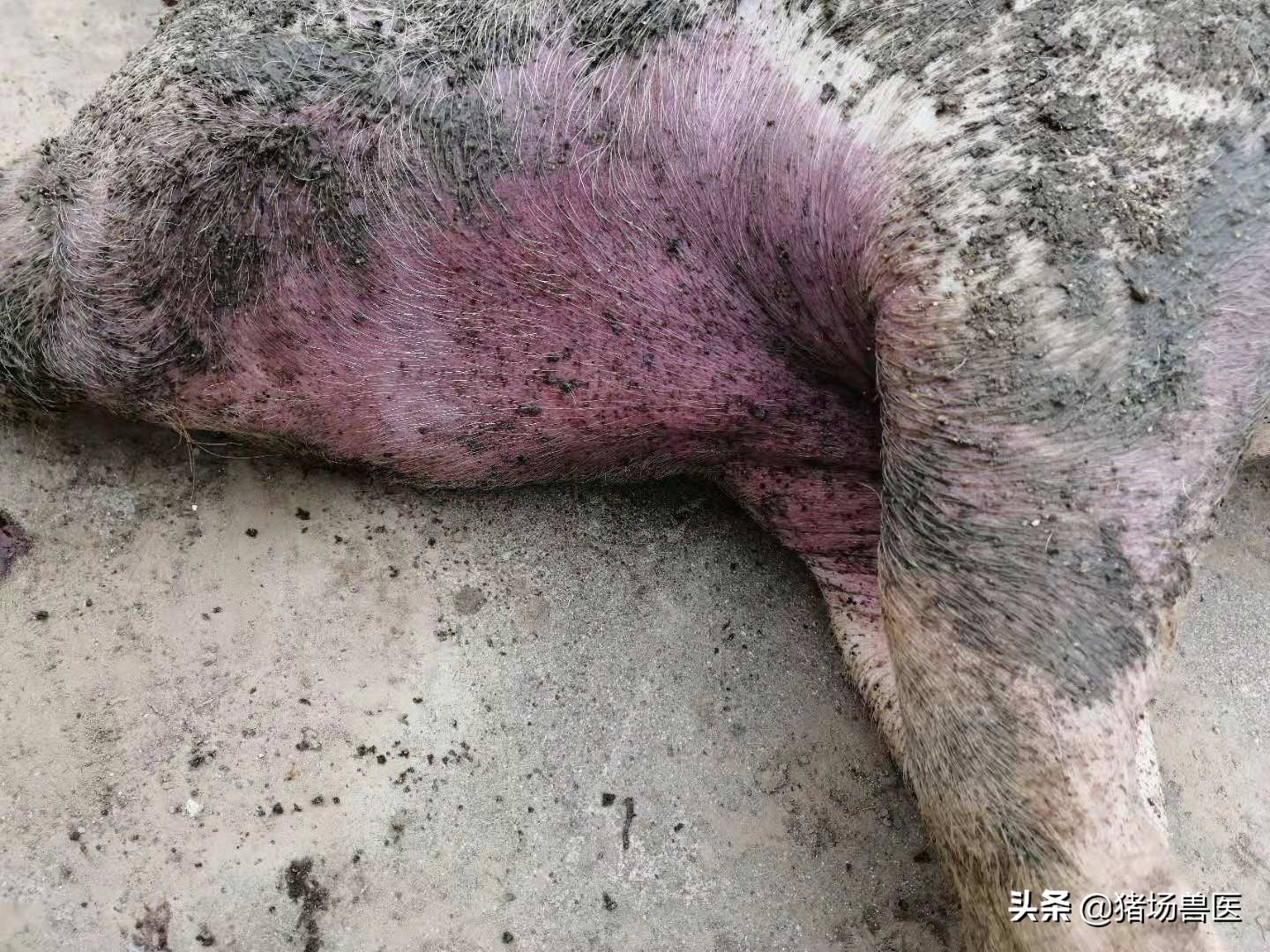 冬春季节交替注意流感,冬季猪常见呼吸道疾病有哪些