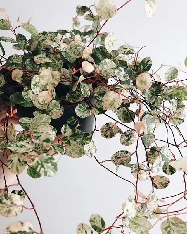 千叶吊兰夏季可以移栽吗,千叶吊兰可以种植在吸水石上吗