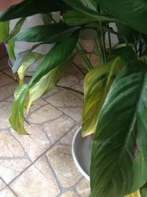 养的白掌有些叶子黑了,养白掌不吉利扔掉可以吗