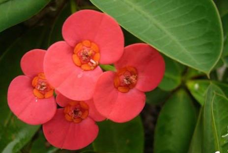 古代知恩图报例子,投桃报李和知恩图报意思相同吗