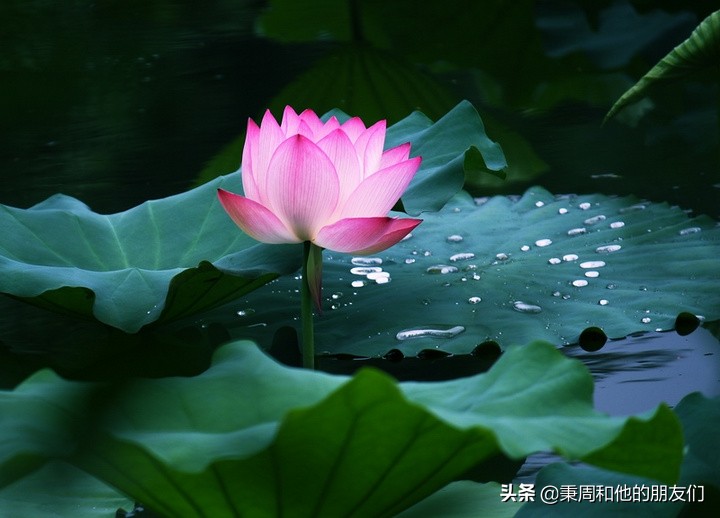 绉夊懆,绉夊懆鍜屼粬鐨勬湅鍙嬩滑