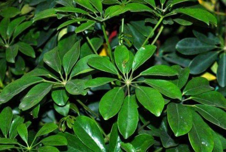 鹅掌木招财树,鹅掌木好养吗