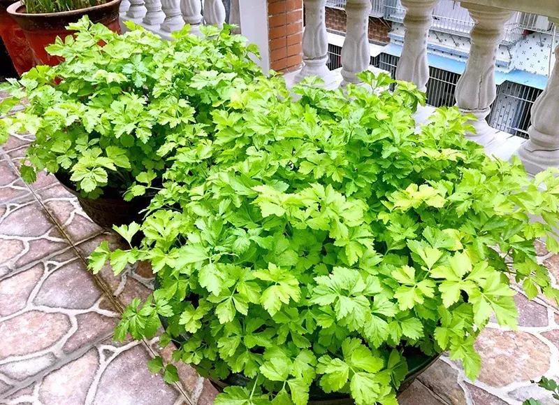 可以调味增香的蔬菜,让你越吃越香的蔬菜