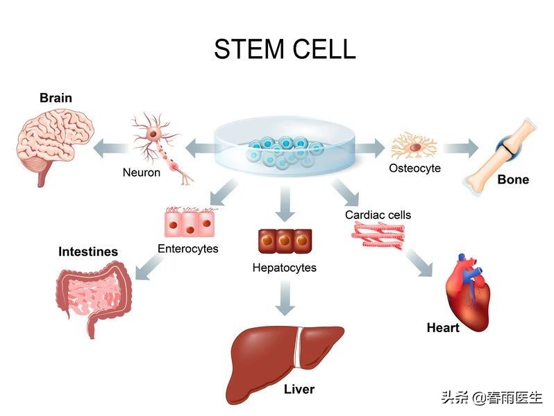 干细胞治疗能干什么,什么地方可以进行干细胞治疗