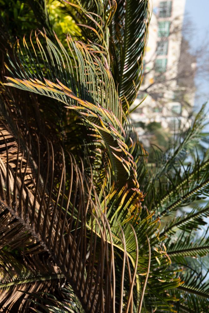 尼康ais300mmf4定焦镜头,尼康ais35mmf1.4定焦镜头