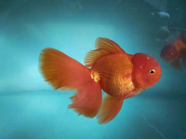 金鱼头部上有白点是什么病,金鱼头上有白点一定是病么