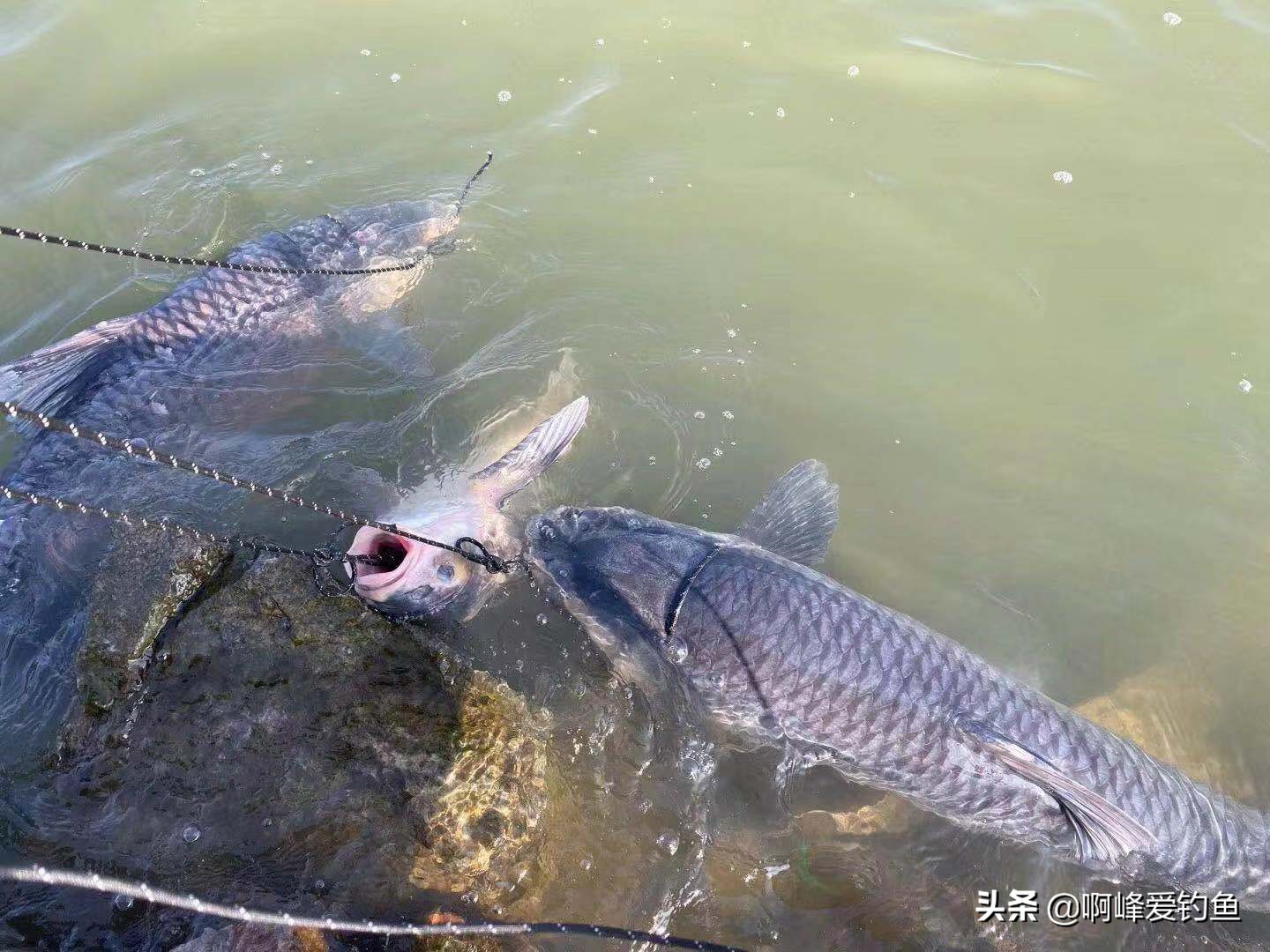 怎么钓青鱼好钓一点,冬钓青鱼技巧和方法