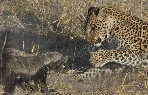 非洲岩蟒是平头哥天敌?平头哥怒啃岩蟒,展示“非洲一哥”的实力