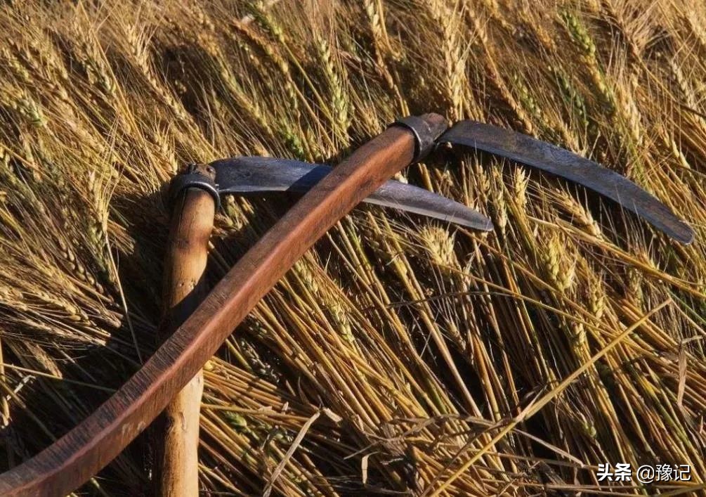 五月里，麦梢黄，收麦的战争即将打响