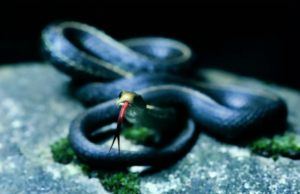 雄黄粉能驱蛇吗对人畜有无危害,蛇为什么害怕雄黄粉