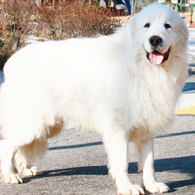 狗狗大白熊犬分多少类,狗狗品种大全比熊