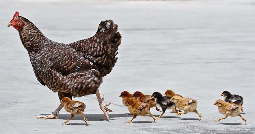 乡土散文600篇,乡土散文大全