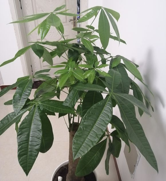 发财树叶子出现斑点是怎么回事,发财树叶子白色斑点怎么解决