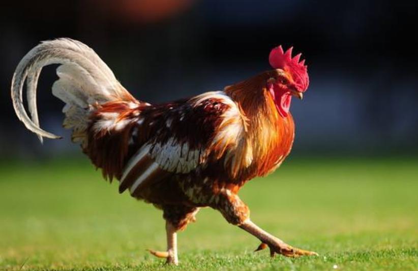 宁夏喜欢吃羊肉,宁夏吃羊肉喝什么