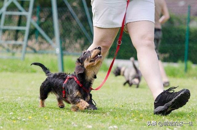 缺乏管教的狗狗常有的5种行为,狗狗屡教不改应该怎么惩罚它