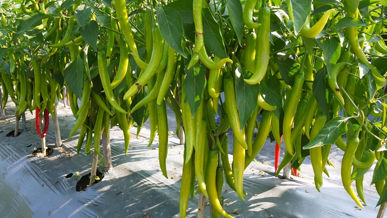 杈ｆ鐑傛牴鏋鎬庝箞鏁戞不,杈ｆ鏋鐑傛牴