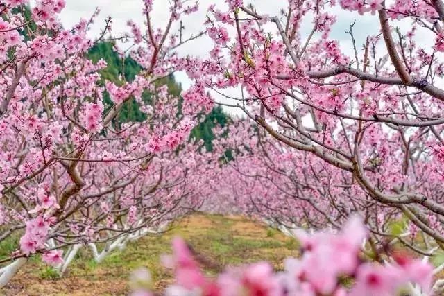 龙泉4大冷门赏桃线路出炉，向东60里遇见一座城市桃花源！
