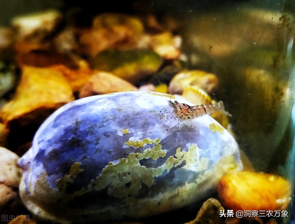 黑壳虾如何快速爆缸,黑壳虾怎么快速爆缸