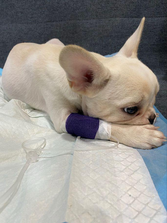 买只法斗小狗狗,买一只小法斗要多少钱