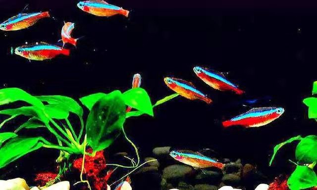 菠萝鱼观赏鱼和斗鱼混养,斗鱼要满足什么条件才混养