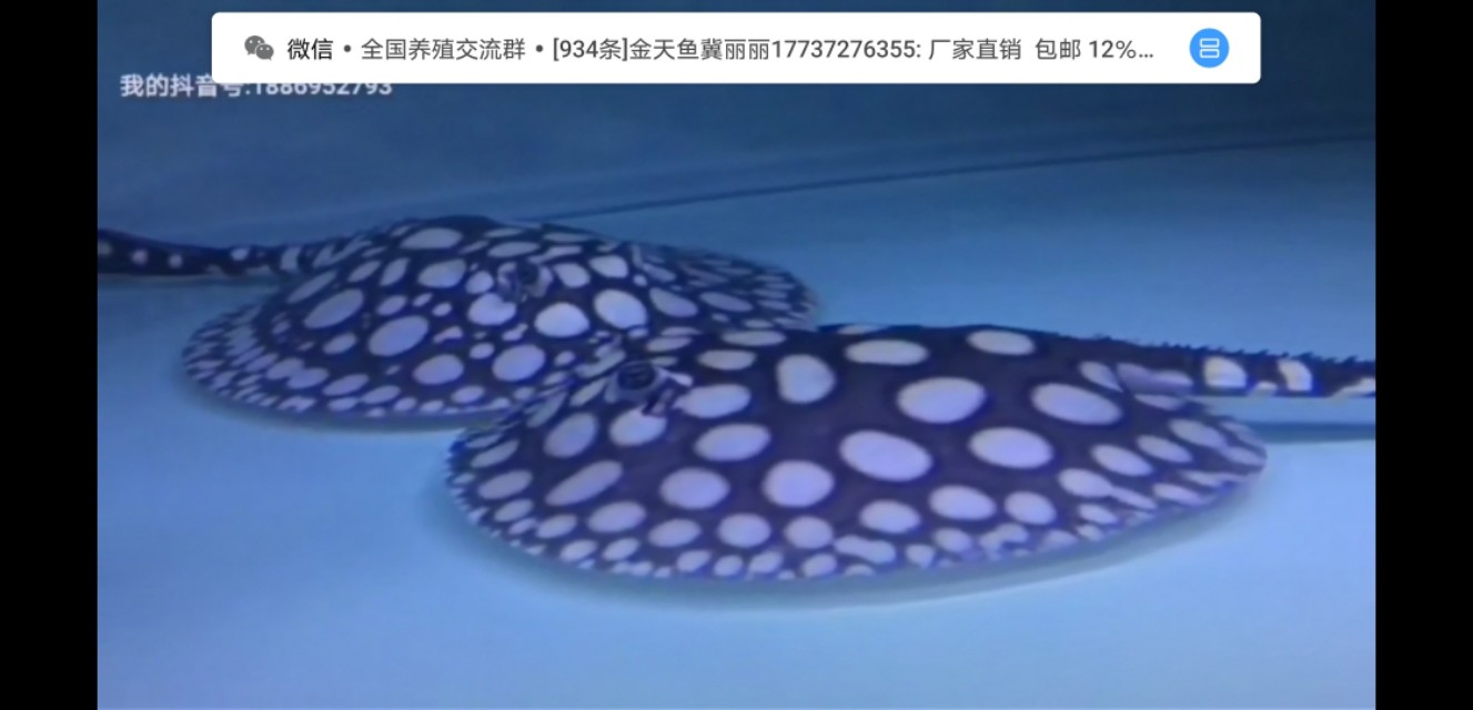 纯血皇冠繁殖技术,纯血皇冠黑白