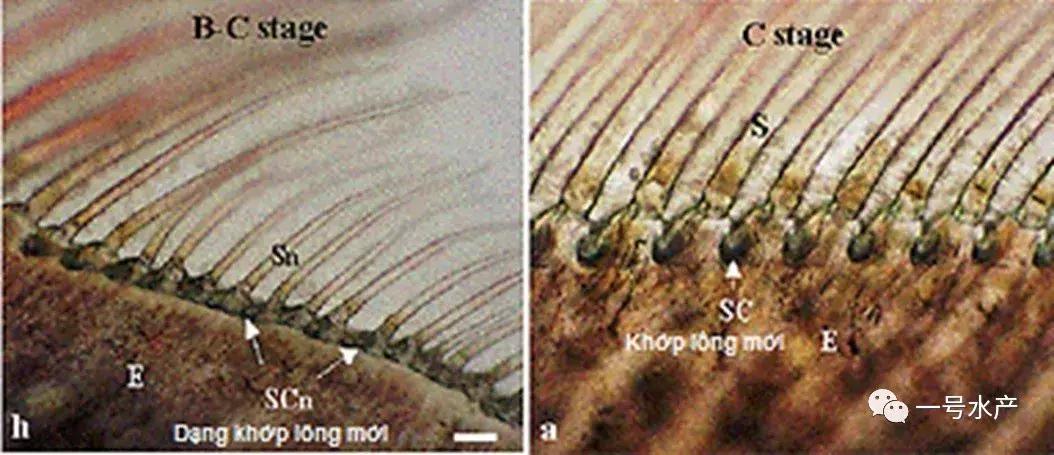 养虾脱壳期技巧和注意事项,养殖虾脱壳后需补什么