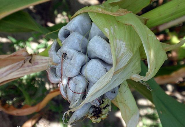 小时候的茶泡好吃吗,小时候吃过的茶泡