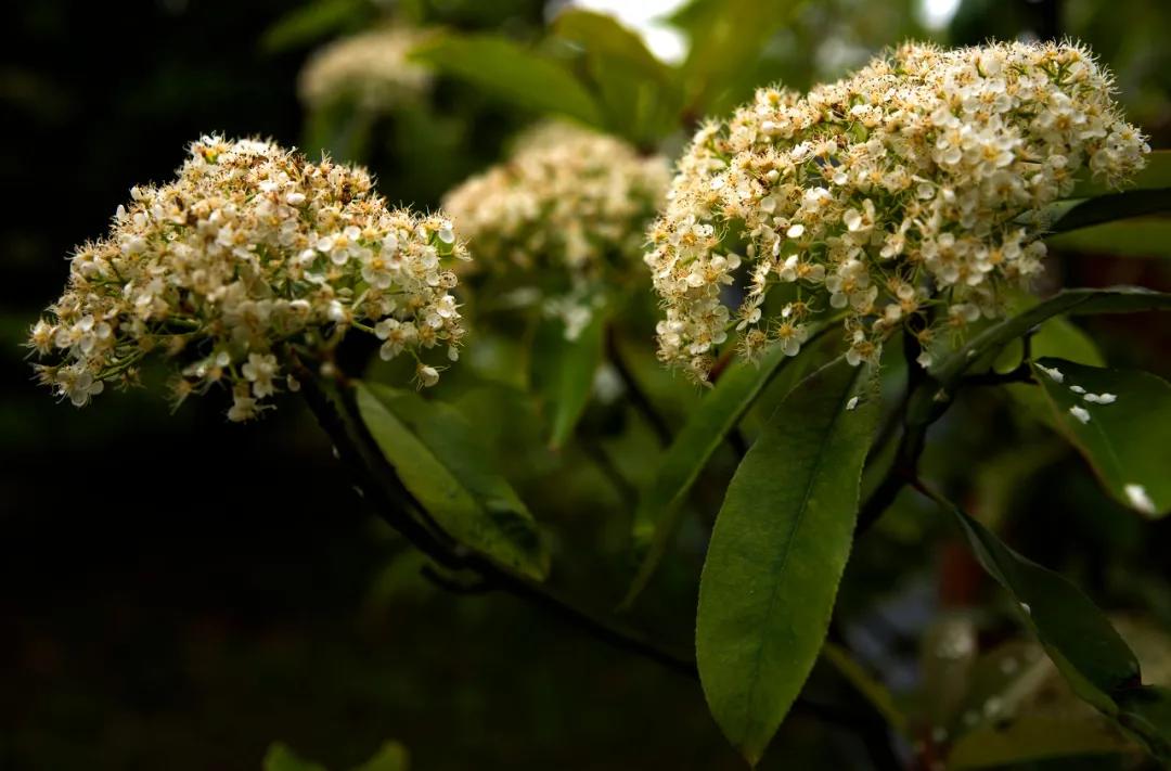 石楠花气味有没有毒,石楠花奇特的气味
