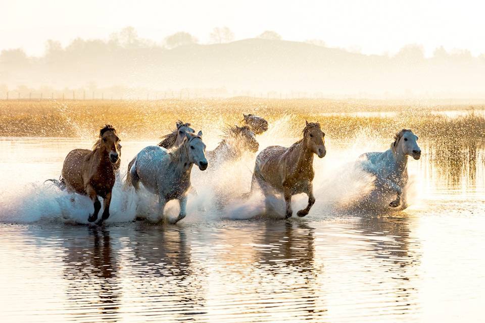奇怪的知识又增加了阿拉伯语,奇怪的知识又增加了猫原版