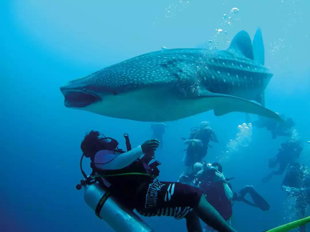 理想生活海景咖啡馆,理想生活