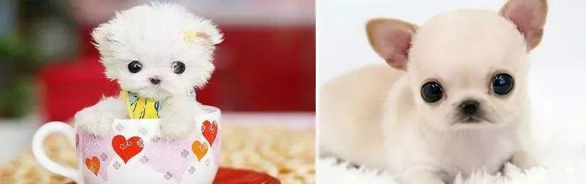 他送的情人节礼物,我居然过敏!