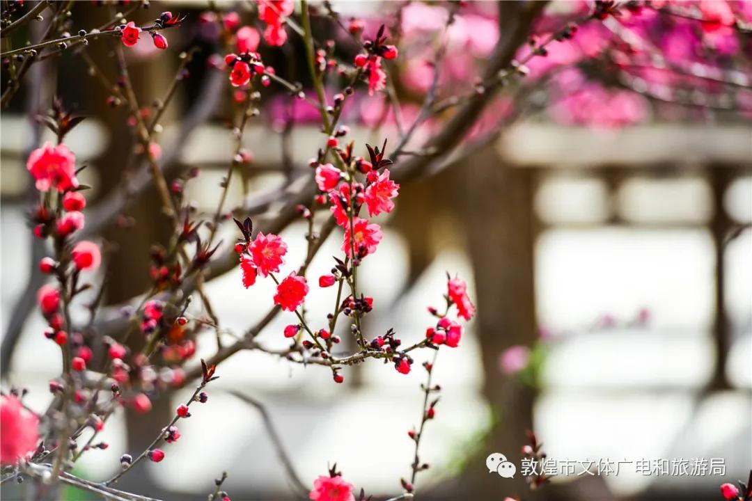 鏁︾厡灞卞簞搴櫌鏅,鏁︾厡灞卞簞搴櫌娣卞害